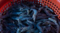 Shrimp Exporters Unshaken by US Tariffs