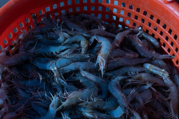 Shrimp Exporters Unshaken by US Tariffs