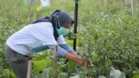 Petani Milenial Sorong Siap Dukung Program Jagung Nasional, 31 Hektare Lahan Disiapkan