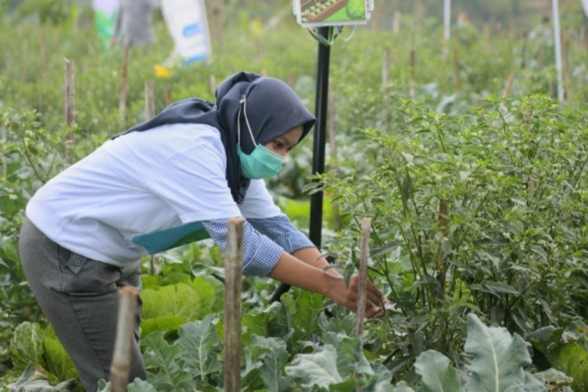 Petani Milenial Sorong Siap Dukung Program Jagung Nasional, 31 Hektare Lahan Disiapkan