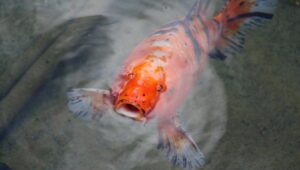 Cara Ikan Berkurang Ukuran Tubuh Saat Kekurangan Air