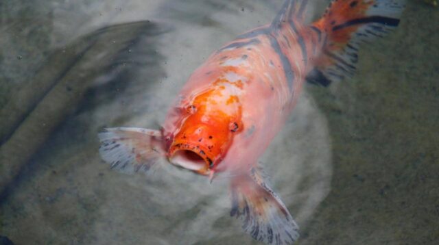 Cara Ikan Berkurang Ukuran Tubuh Saat Kekurangan Air