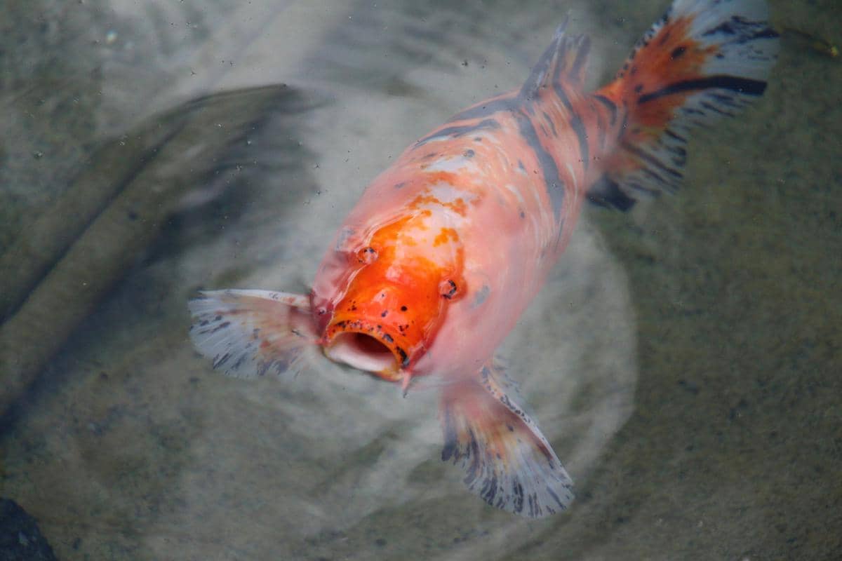 Cara Ikan Berkurang Ukuran Tubuh Saat Kekurangan Air