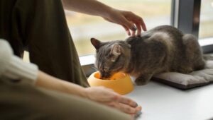 Apakah Kucing Bisa Ikuti Pola Makan Manusia Saat Puasa?