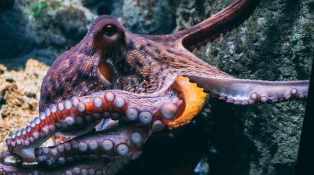 Ajaib! 7 Hewan Ini Punya Lebih dari Satu Otak