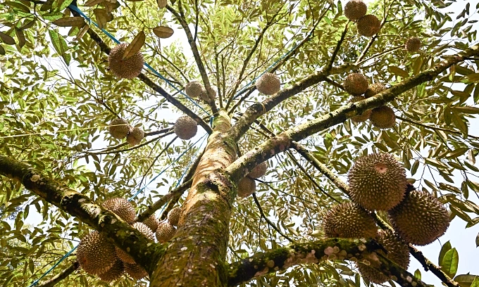 Malaysia’s Durian Tourism Soars with Social Media and Chinese Demand