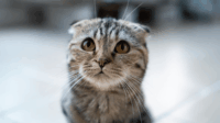 5 Hal yang Menyedihkan Kucing, Pecinta Kucing Wajib Tahu!
