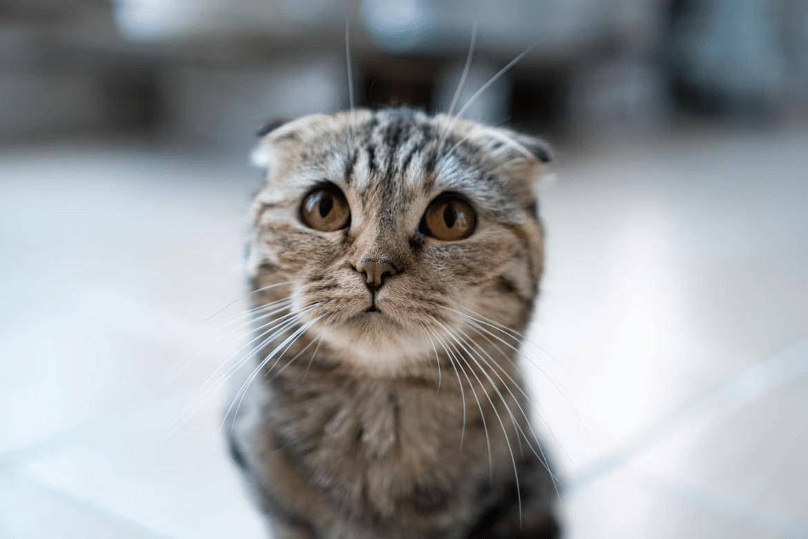 5 Hal yang Menyedihkan Kucing, Pecinta Kucing Wajib Tahu!